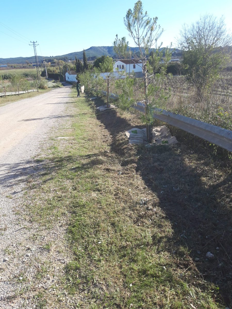 ♻️@CafesNovell i @VilafrancaAj inicien una prova pilot de reutilització de sacs de cafè en el marc del #PenedèsCircular

☕Sacs de fibra de jute protegeixen escocells d'arbres plantats en el marc del projecte “Camins amb arbres”.

➕info: vilafranca.cat/noticies/novel…