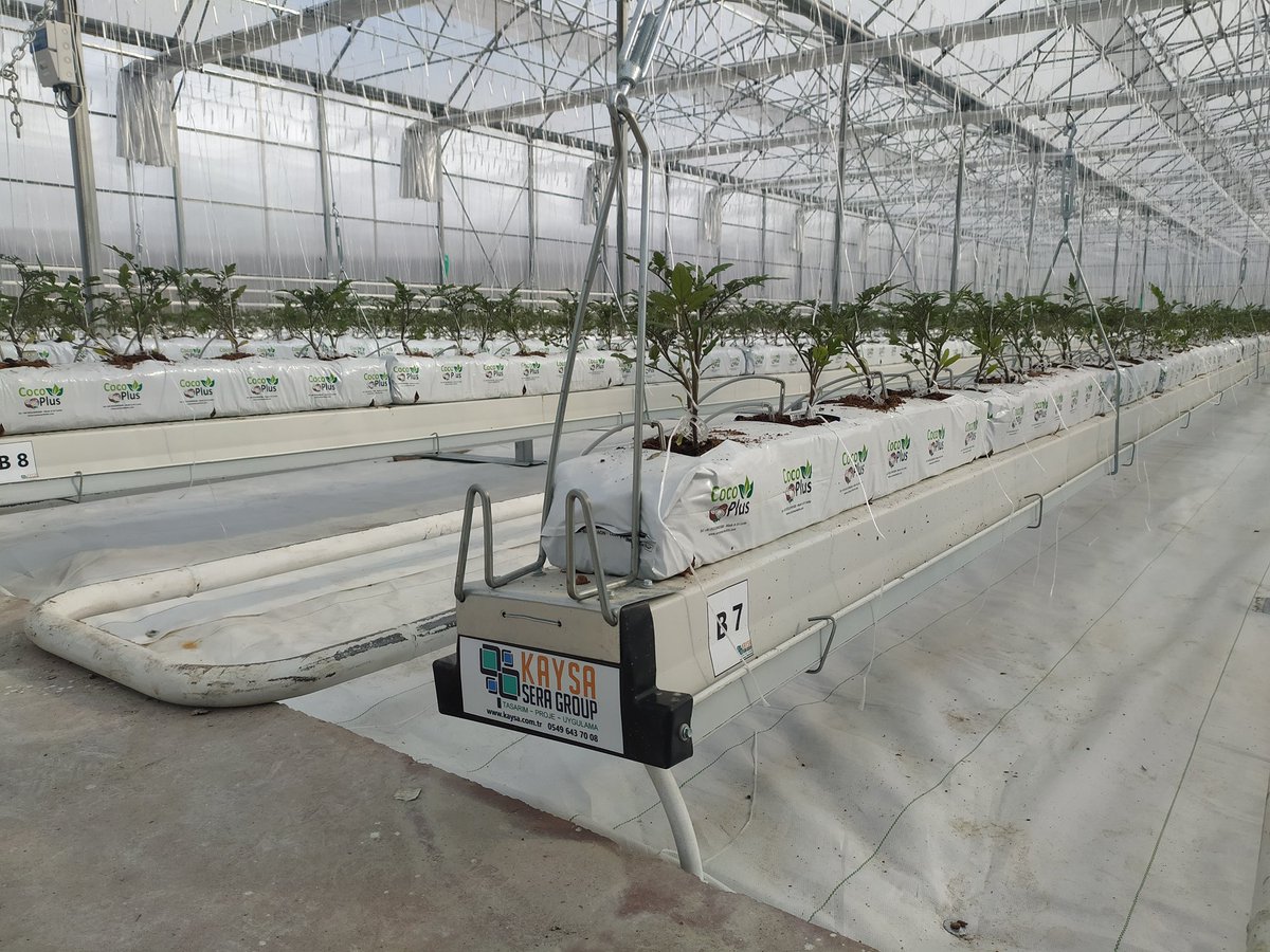 Geleceğin meslekleri arasında olan topraksız tarımda ürün yetiştirme desteği ve yetiştirmiş olduğunuz ürünü satın alma garantisi veriyoruz. 🌐 kaysa.com.tr
🌐 kaysasera.com
📞 +90 322 429 29 02
📞 +90 549 643 70 08
#topraksızsera   #Bloomberg #bloombergHT