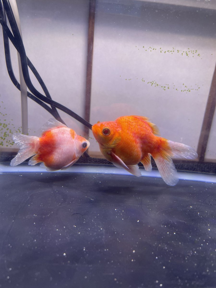 pei93368518's tweet photo. ２日前に赤斑病と白点病？を
確認して観パラDで薬浴を始め
塩分濃度を徐々に上げる
２日経ったので全換水して
0.5%塩浴と観パラ持続

金魚は熱帯魚と違い
病気になりやすく弱い
それでいて熱帯魚にない強さがあり
同じ観賞魚っとだけで括れない
面白さがあると学びました。 https://t.co/je8ZDEEIf3