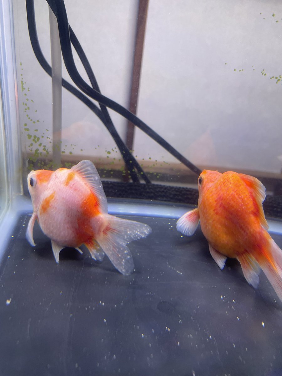 pei93368518's tweet photo. ２日前に赤斑病と白点病？を
確認して観パラDで薬浴を始め
塩分濃度を徐々に上げる
２日経ったので全換水して
0.5%塩浴と観パラ持続

金魚は熱帯魚と違い
病気になりやすく弱い
それでいて熱帯魚にない強さがあり
同じ観賞魚っとだけで括れない
面白さがあると学びました。 https://t.co/je8ZDEEIf3