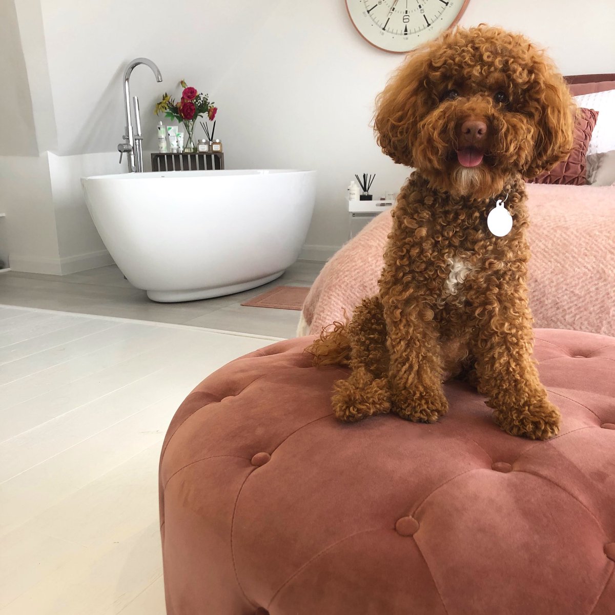 millymayafenton's tweet photo. Gorgeous George @OfficialPLT #PLTpet 🤎 https://t.co/MfGU4nLVHO
