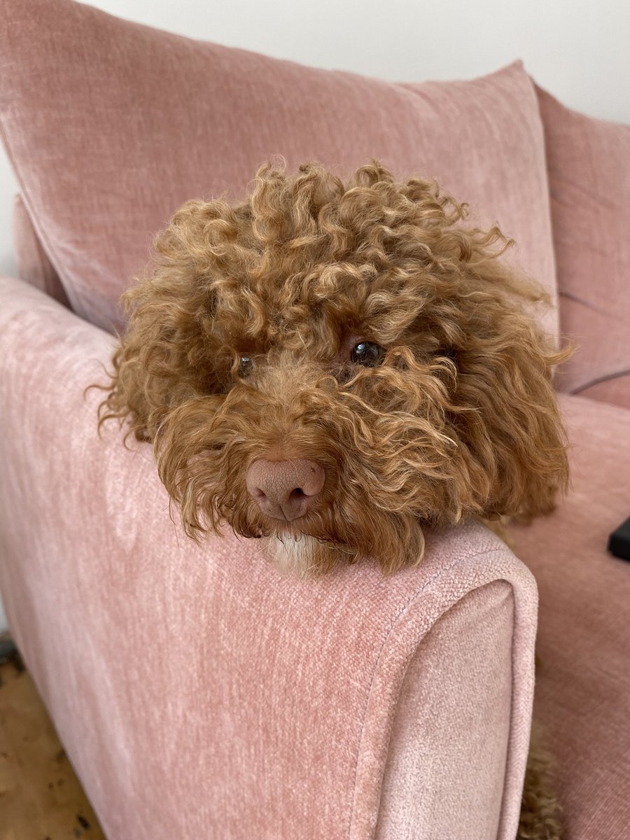millymayafenton's tweet photo. Gorgeous George @OfficialPLT #PLTpet 🤎 https://t.co/MfGU4nLVHO