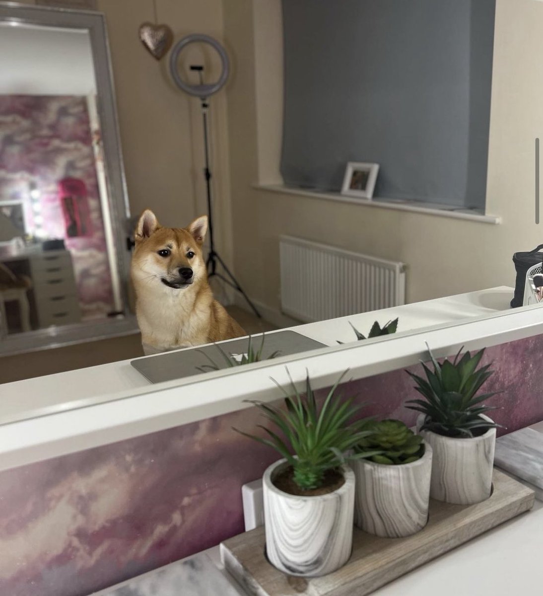Corey_Collins_'s tweet photo. @OfficialPLT #PLTpet @OfficialPLT  this is Luna shes my 1 year old Shiba Inu who loves to pose for the camera! 📸 🦊 https://t.co/BZXkMXkWJz