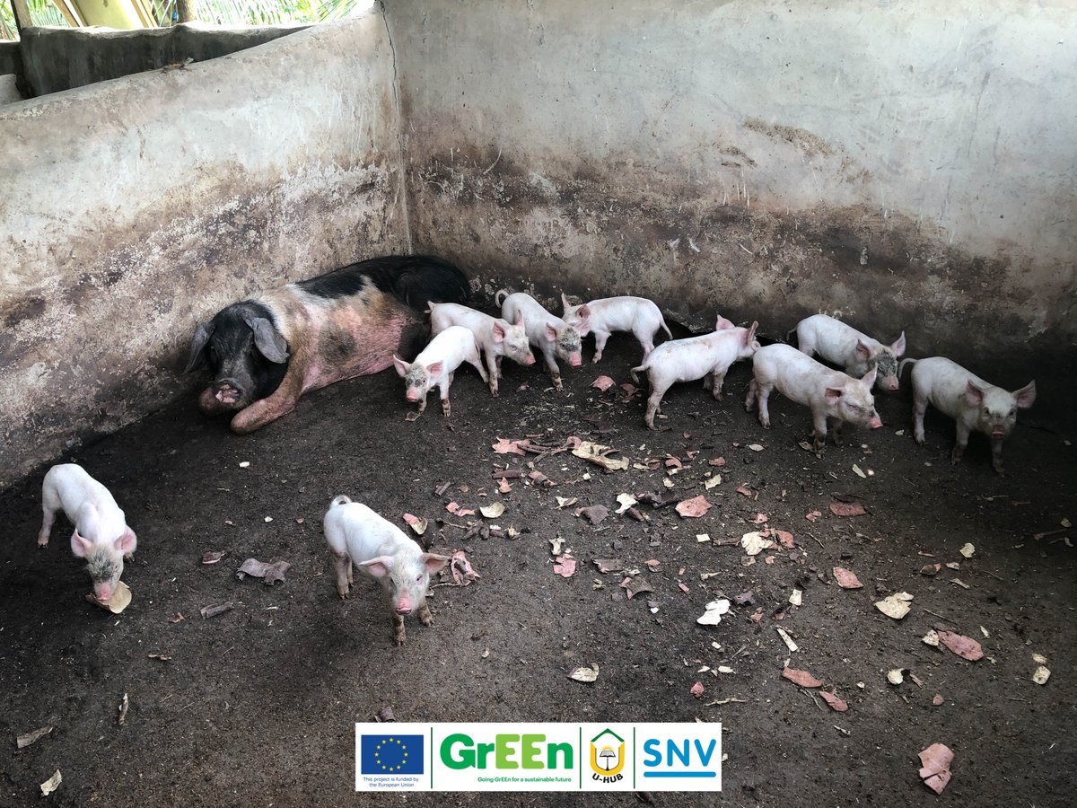 UMaTHub's tweet photo. Our team went on a Monitoring and Evaluation visit to Antanah Farms, one of our cohort 2 #SMEs. The assessment was carried out on their working processes and adherence to the #GrEEn standards.
#snvghana #umathub #entrepreneurship #business2022 #business #management #agrifish https://t.co/hypa59nUvd