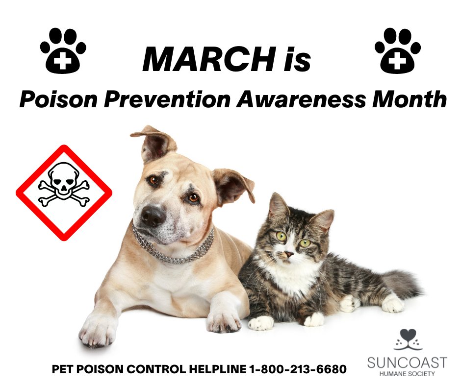 SuncoastHumane's tweet photo. It's National Animal Poison Prevention Week! 

Take the time to research the many common household items such as foods, plants, chemical cleaners &amp; human medications that are toxic to your pet. #protectyourpet https://t.co/NtUA8jVCOa