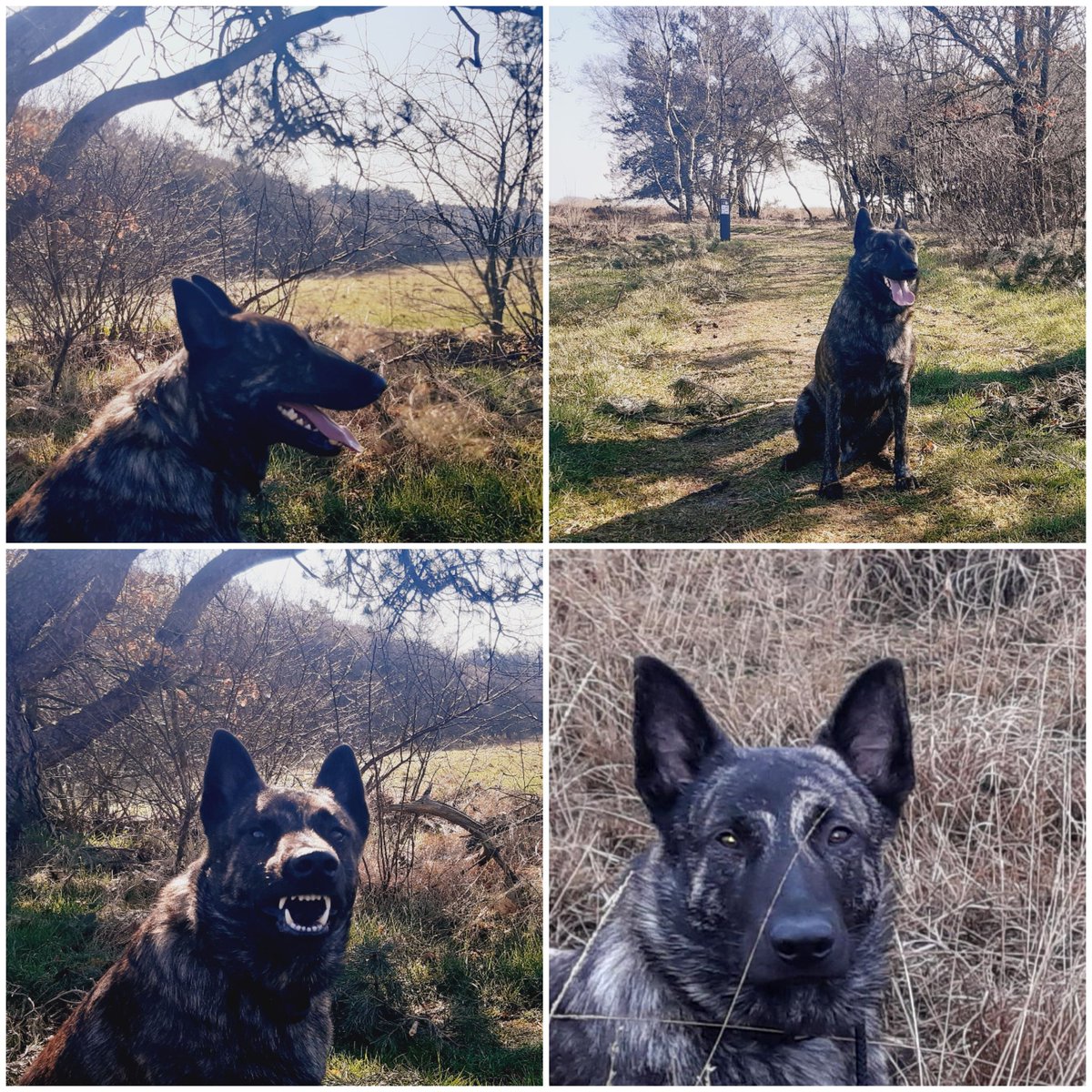 anjaprent1970's tweet photo. Vandaag is SefπΎ jarig. 2 jaarπππ
#hollandseherder
#vanhetpullenland
#hoedendewerkhond https://t.co/nmUP4lYo4o