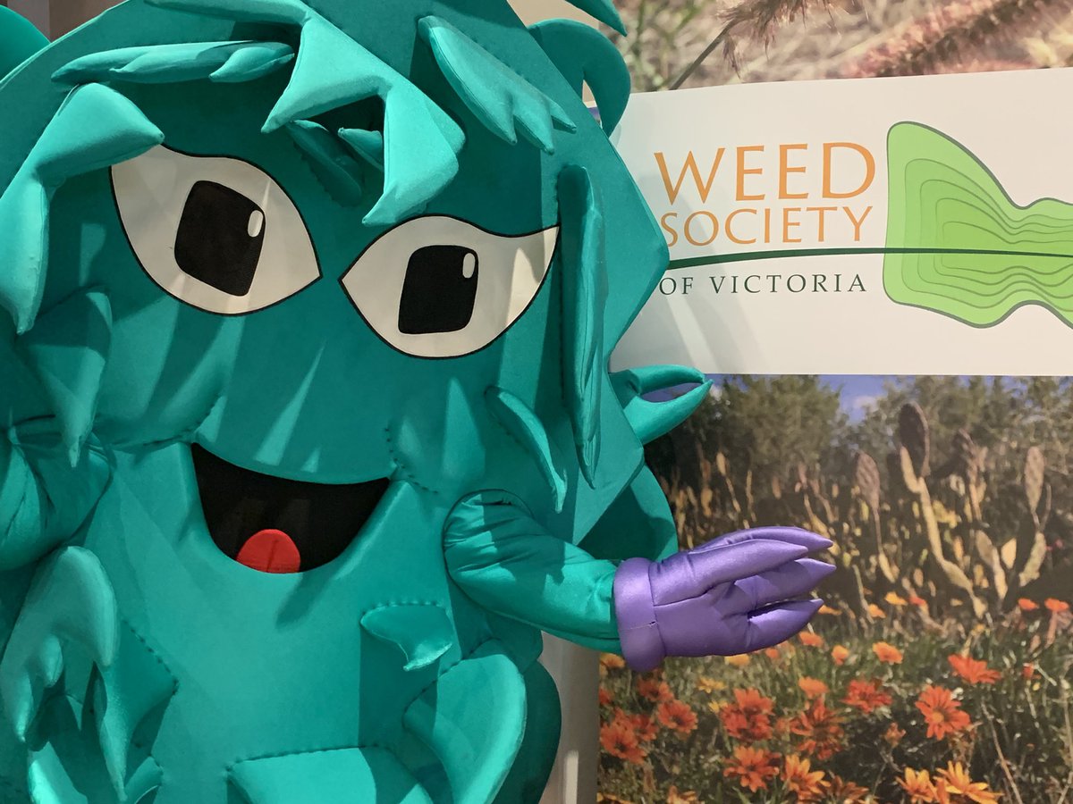 weedyk8's tweet photo. Great to see Woody Weed after all these years from Weedbuster days. Here’s Woody visiting the @society_weed stall at #NSWVicWeedsConference 
#NSWVicWeeds2022 https://t.co/Bjo1AZ9D3Z