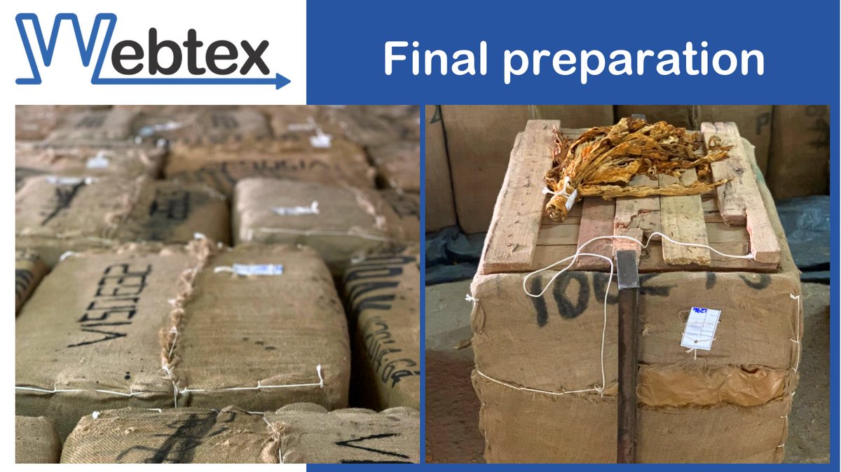 WebtexZw's tweet photo. We are counting down to the start of the tobacco marketing season. It’s not long to go until farmers present their bales for auction💰🚜 #tobacco #locallygrown #exportcrop #zimfarming #supportingagriculture #farmvisit #auctionseason #webtexzw https://t.co/jKApGUJG0b