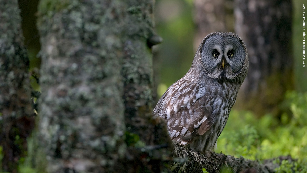 wwf_uk's tweet image. DYK forests are home to more than three-quarters of the world&apos;s life on land? 🌲 

On #InternationalDayOfForests, these are just some of the amazing species we can find in them 🦌🦉🦏🦧 
 
#OneSharedHome