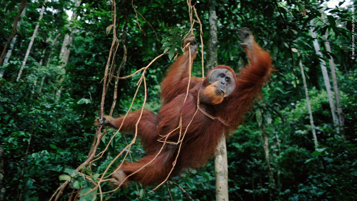 wwf_uk's tweet image. DYK forests are home to more than three-quarters of the world&apos;s life on land? 🌲 

On #InternationalDayOfForests, these are just some of the amazing species we can find in them 🦌🦉🦏🦧 
 
#OneSharedHome
