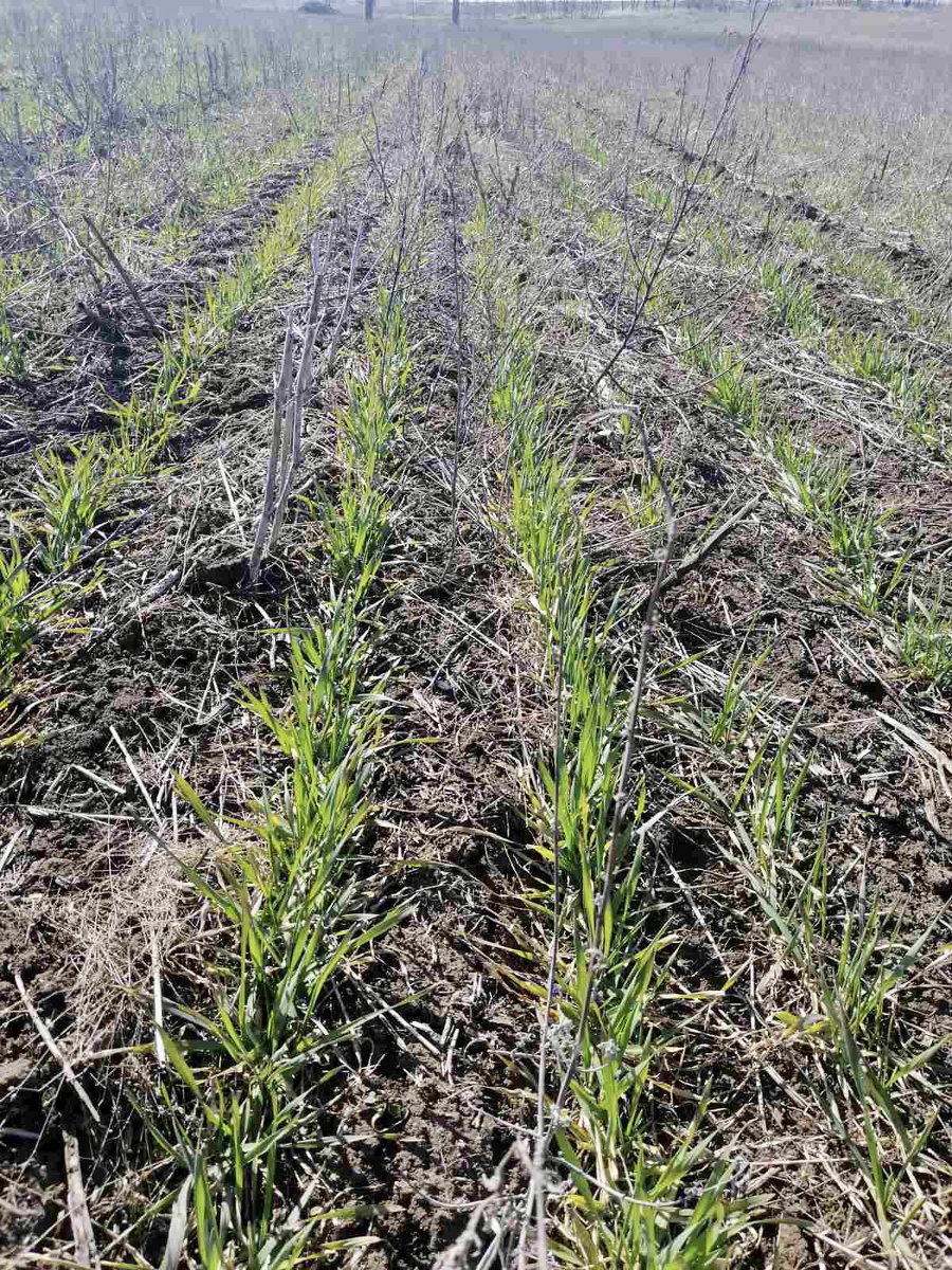 Winter wheat, Mykolaiv, Ukraine, this morning. Farmers considering applying fertiliser, along with the usual agronomic decision they also need to factor in if it will be safe to do so.