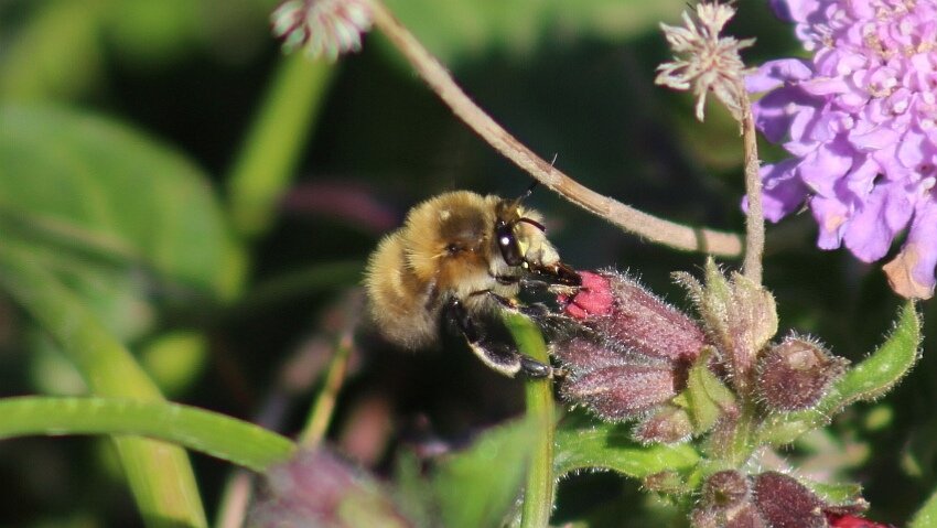 Some  pictures of  bees in my garden from yesterday, a Comma, peacock and Small Tortoiseshell butterflies as well