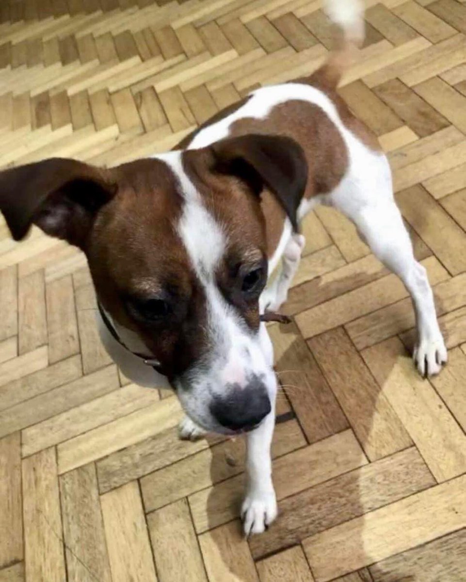 rosiedoc666's tweet photo. ❤️‍🔥ANYONE IN AREA - PLS KEEP 👀 🆘🆘🆘
STILL #MISSING * LUCKY / SPOTTY
Mayo Road, #Neasden #NW10

😢 OWNER POORLY ELDERLY GENTLEMAN 
Need extra eyes and help in the area please
1/3/22 
https://t.co/yVOdsloMuH

@VetsGetScanning @PcsharonPage @BitofDecorum @BorderReggie @bs2510 https://t.co/WliyRE4PJL