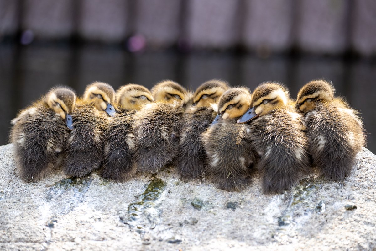 *もかもか① kotohayokozawa】BI-COLOR VELOR PULLOVER｜CONVERSE TOKYO