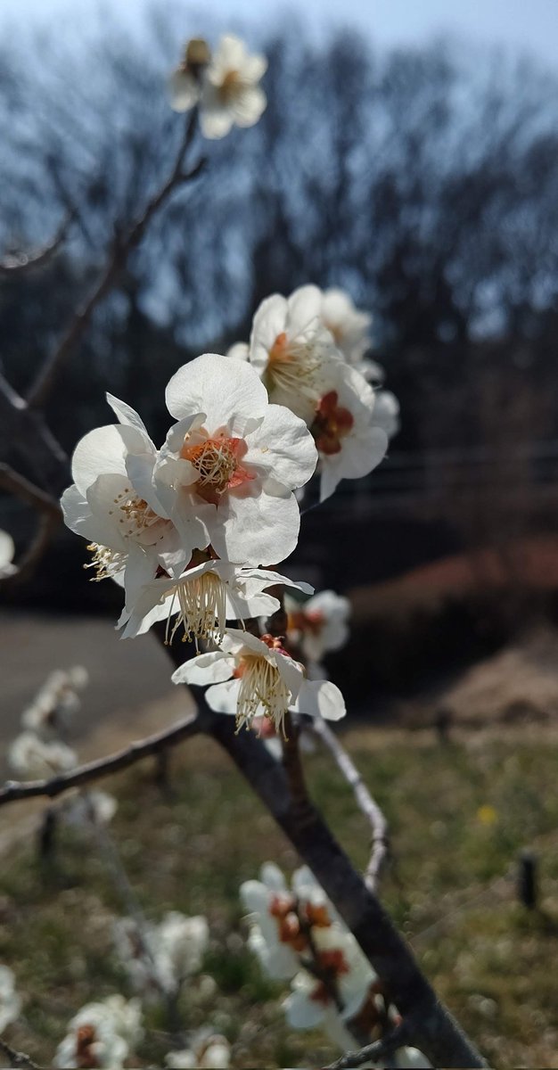 Plum blossom
武蔵丘陵森林公園