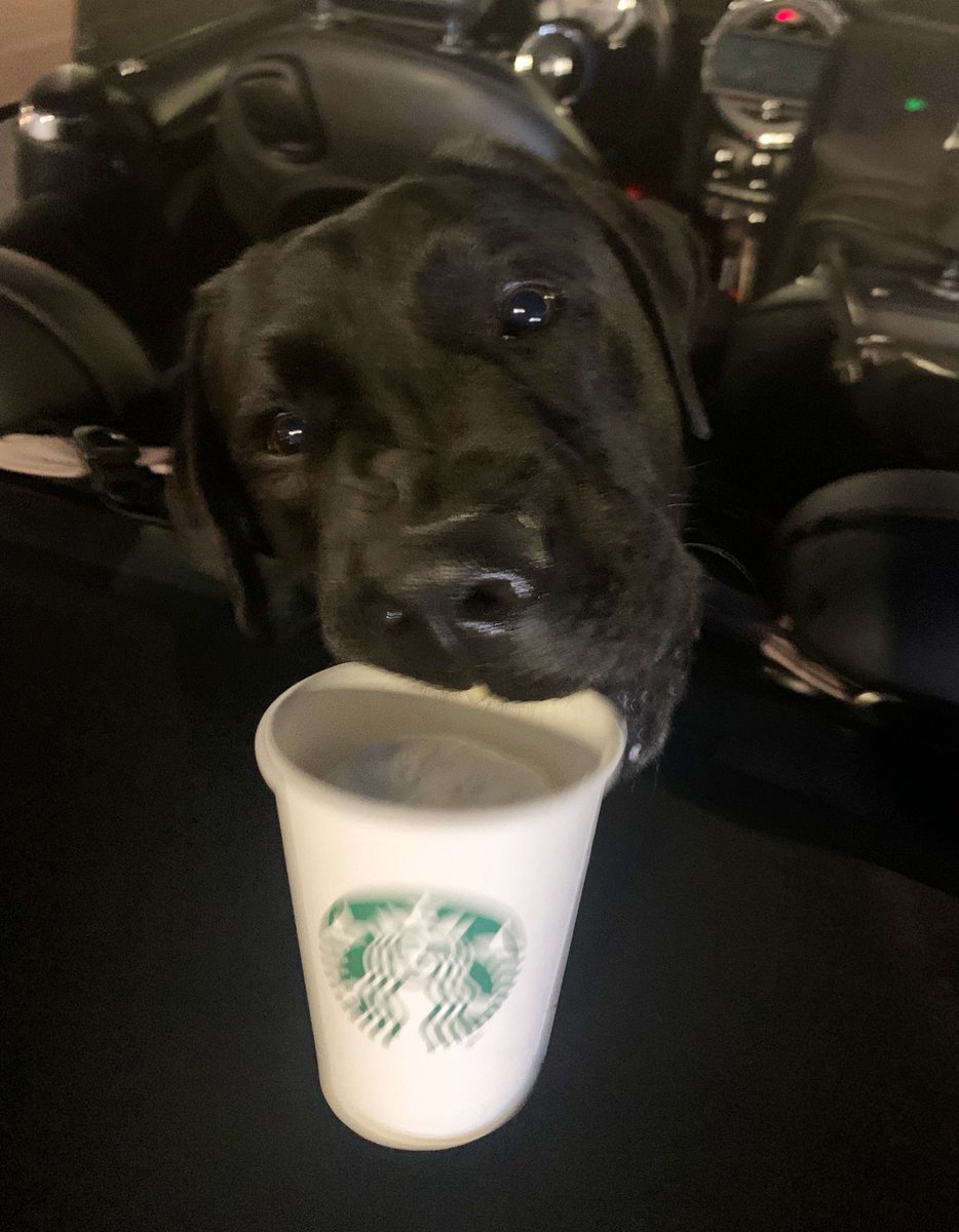 A Puppucino to start his co-pilot duties.  🎶 on the road again🎶  Yup he done took it before I could get his picture 😂