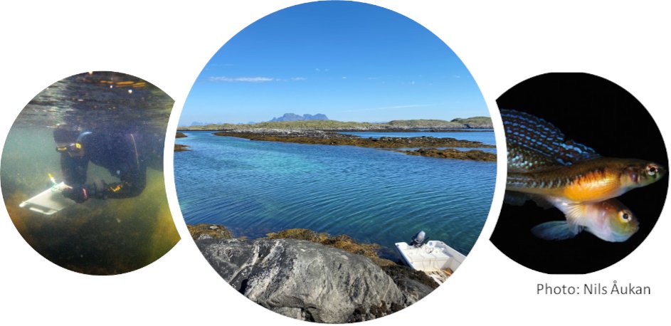 Trond_Amundsen's tweet photo. Are you a marine biologist or behaviour/evolution/ecology scientist with marine field experience? Join us as a team leader this spring and summer on the beautiful Norwegian coast.
Find more information here: https://t.co/pjOK7s2Age https://t.co/WmutF8Blj9