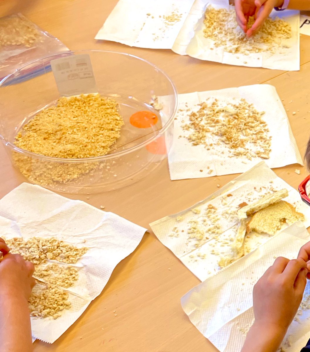 StaceyP1981's tweet photo. Another week of #cooking with #firstgrade - our @imperfect_foods box included Cara Cara oranges, Blood oranges, eggplant, &amp; Romanesco. Students loved the oranges, loved the roasted Romanesco, &amp; were not as enthusiastic about the breaded eggplant rounds. But they did try them! https://t.co/gaL7SowDS9