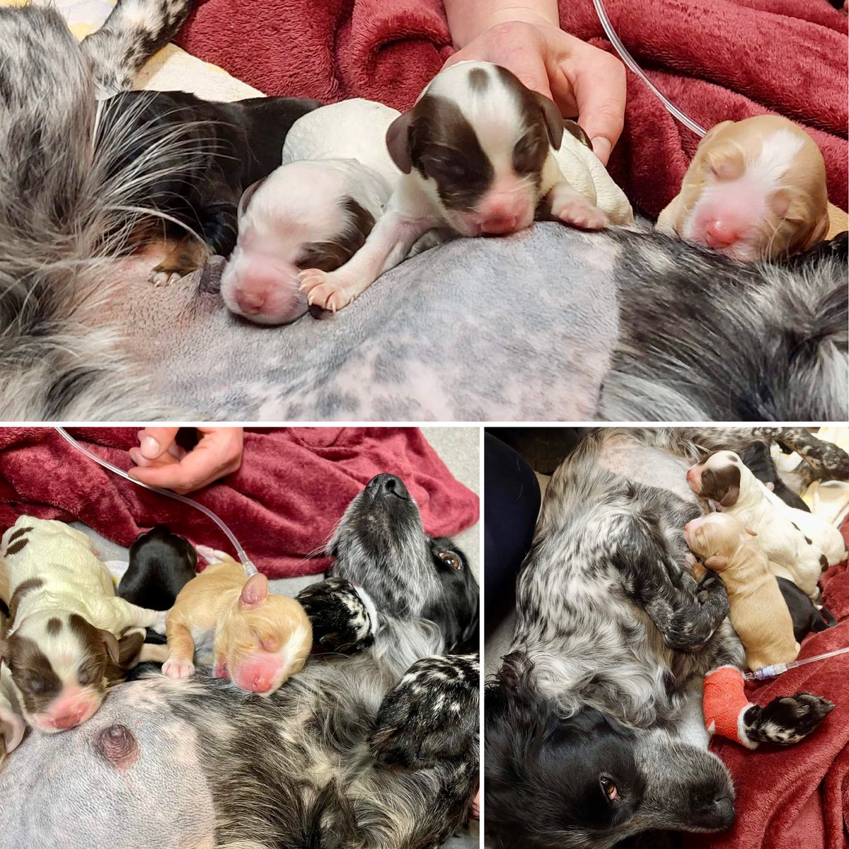 severnedgevets's tweet photo. The Bridgnorth MiNight team were on hand to help Bonnie when she needed a caesarean section over the weekend. The result - one contented mummy spaniel and her seven beautiful puppies! 🥰 Great job Bonnie and great job team. #thisisCVS https://t.co/wQCVUV3aBO