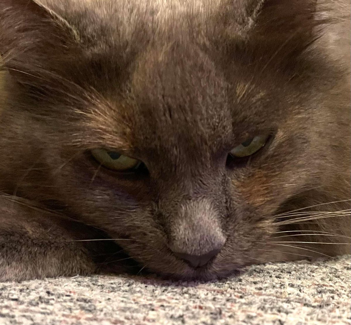 GordonlKnight's tweet photo. I thought I was taking a photo of my cat sleeping. She was aware. #cats #cat #kitty #kittycat #cats #CatsOfTwitter #cute #furry #notasleep https://t.co/5p2GJO6Oqe