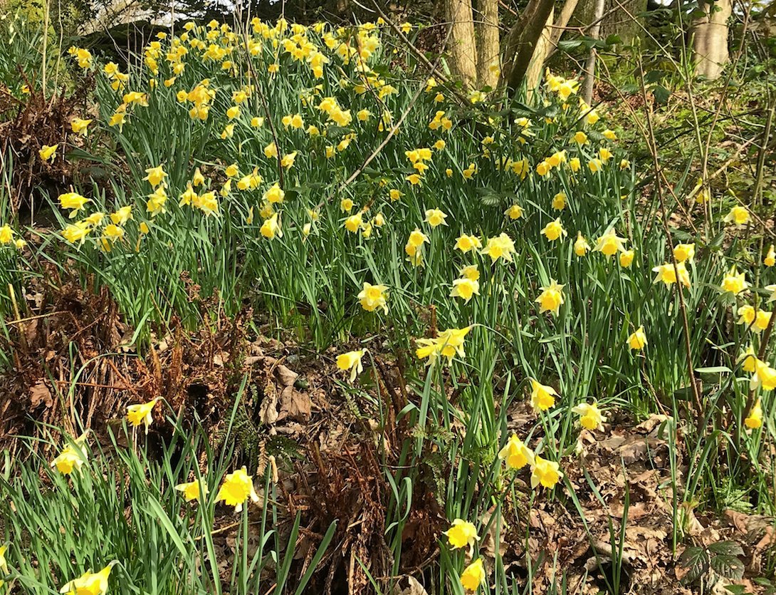 It's #WorldPoetryDay so here's some daffodils and some news rydalmount.wordpress.com/2022/03/16/ent…