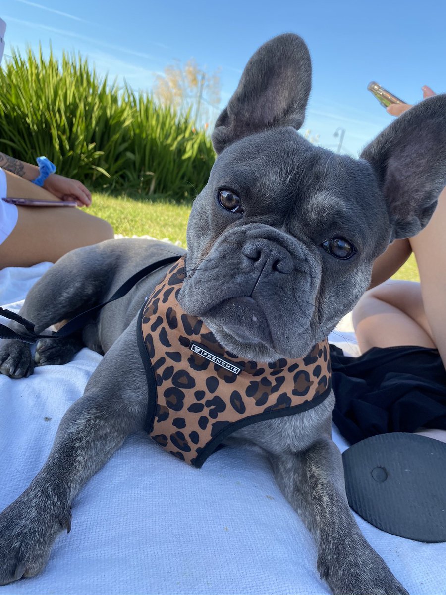 micajevans's tweet photo. @OfficialPLT Do I really need to say anymore ? 🤩 #PLTpet @OfficialPLT https://t.co/EDUMaIvxbZ