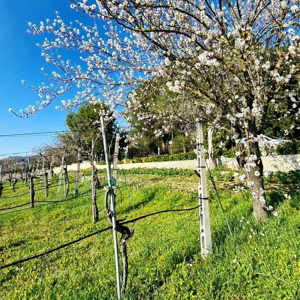 tilivini's tweet photo. 🌳🌸😍 In vigna finalmente la natura si è svegliata! Che #bellezza questo mandorlo in fiore... Anche le vostre piante si stanno ''risvegliando''? Fatecelo vedere taggandoci; condividiamo insieme la primavera in tutti i modi!😍🌸🌳

TiliWinery
---------… https://t.co/Iy82sDiyTO https://t.co/7vj1mSRErJ