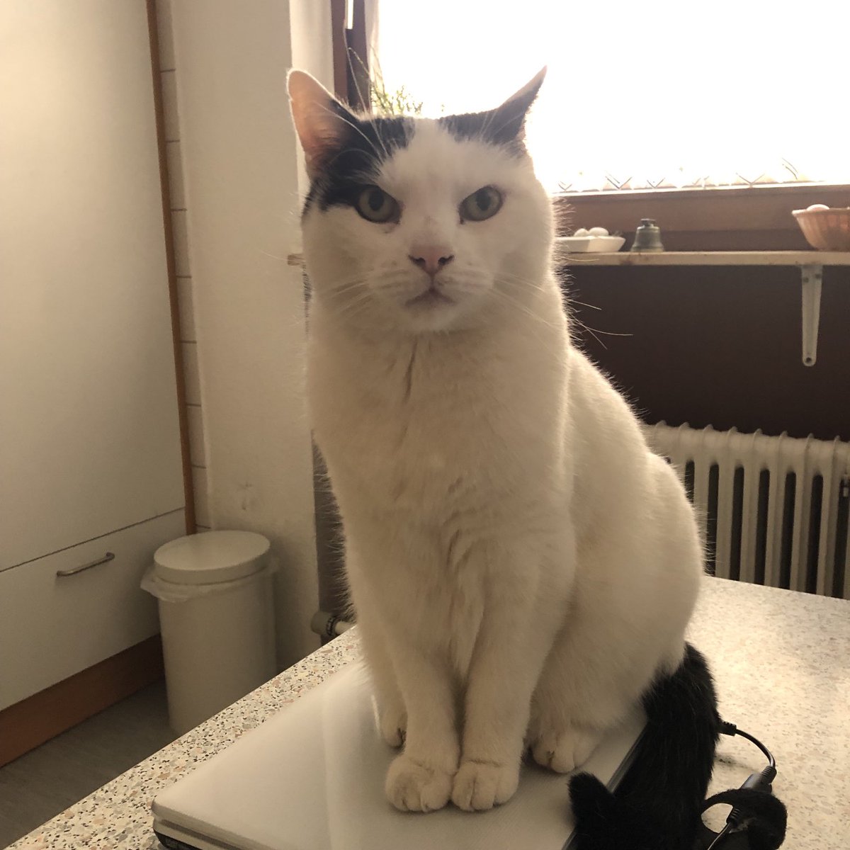 KalleHD's tweet image. #computermaus