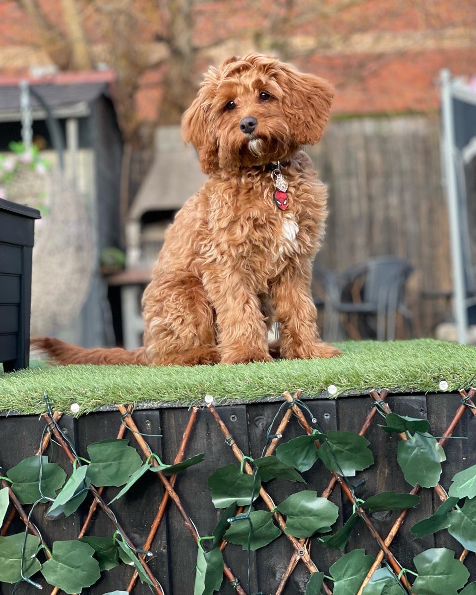 Lexia28670703's tweet photo. @OfficialPLT #PLTpet 
This is Loki 💚, he is a 6 month old cavapoo puppy. He loves to pose and is super cute 🥰! https://t.co/YBjr9IMAGU