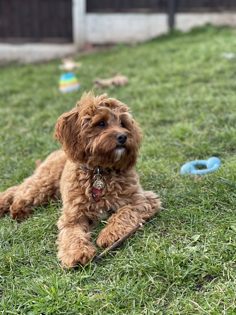Lexia28670703's tweet photo. @OfficialPLT #PLTpet 
This is Loki 💚, he is a 6 month old cavapoo puppy. He loves to pose and is super cute 🥰! https://t.co/YBjr9IMAGU