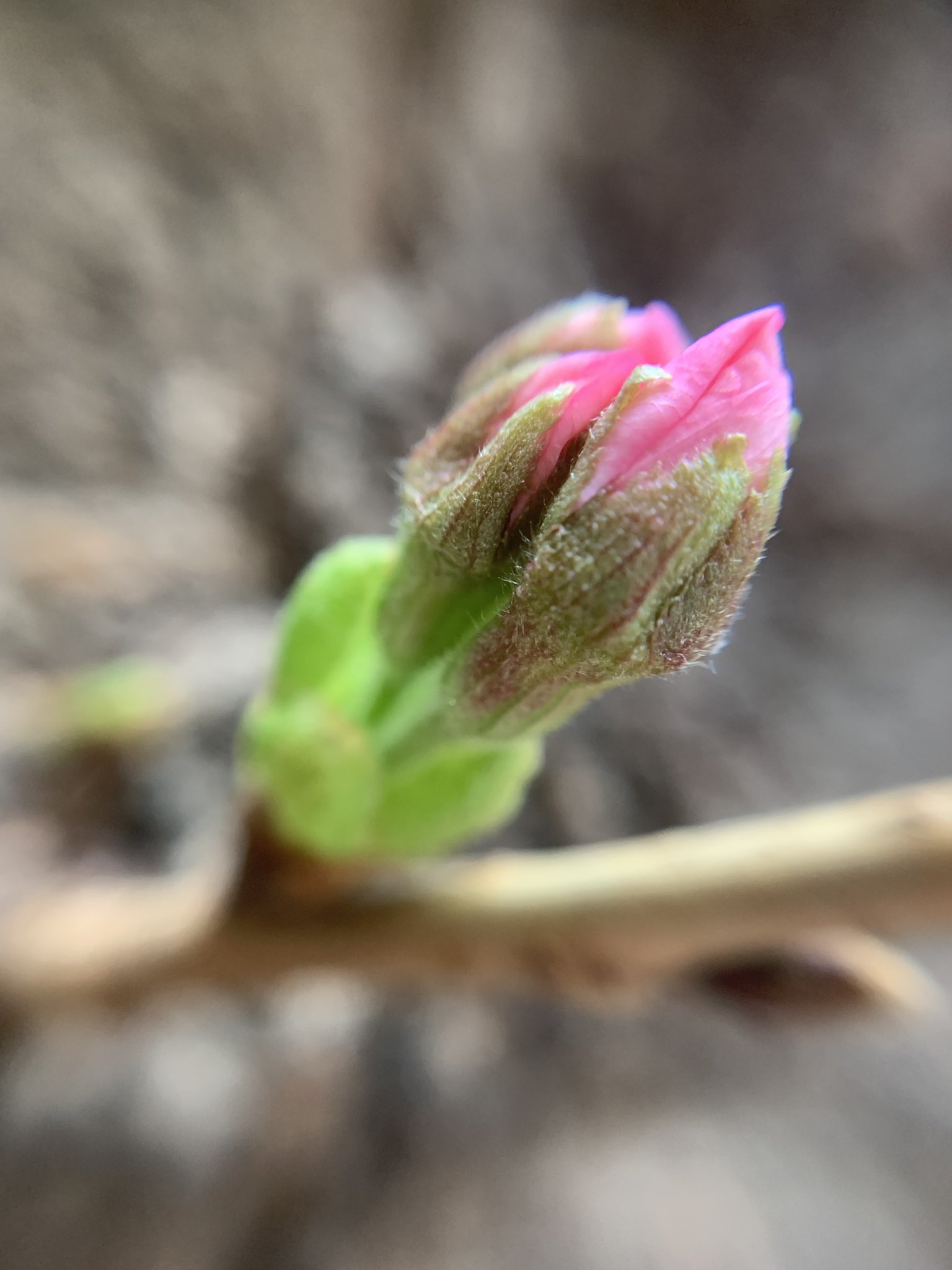 Eishi Isoya マイ桜 として見守っている桜のつぼみの 同じ枝の別のつぼみ 花びらが見えてきました 見守っている つぼみは まだ先がピンクになっていたくらいです 開花 近くなってきたかな T Co X55eelcu44 Twitter