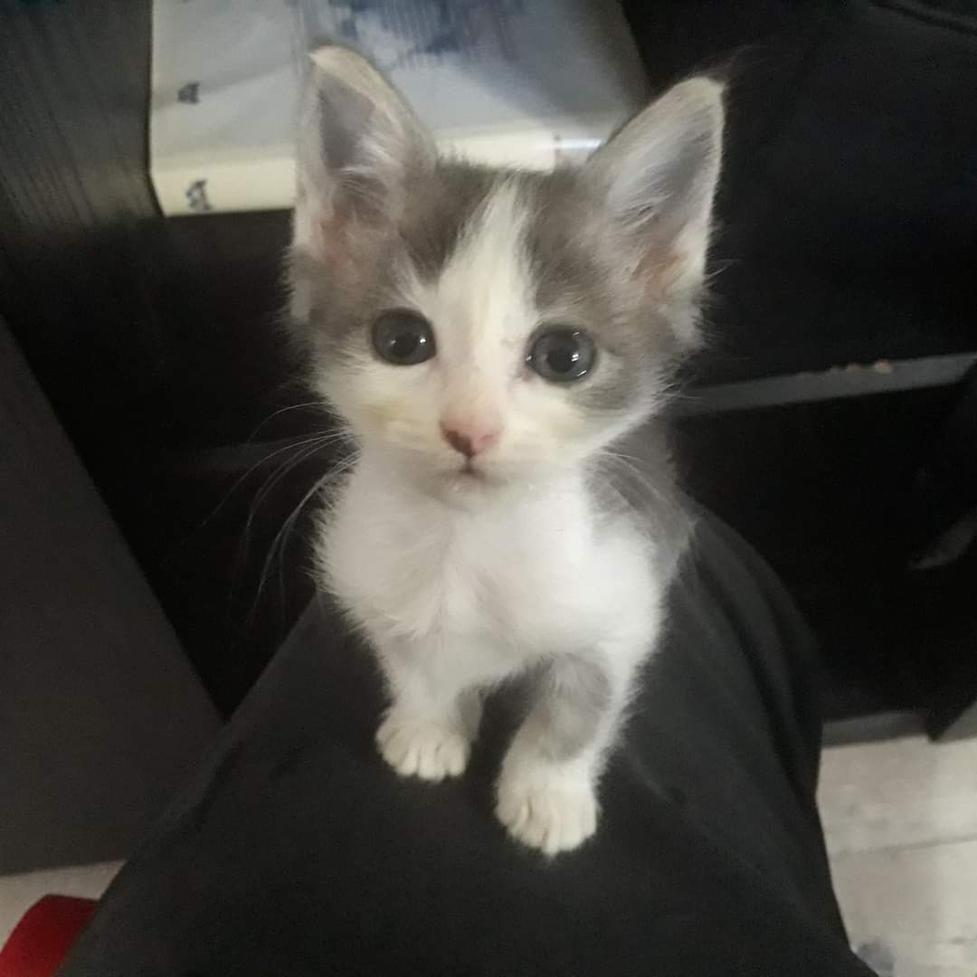Candy, mi mini peludita puro pelo, es bella, morfona, tierna. No esta para dar aun pero si queres saber de ella escribinos a adopciones@fundaciondegatitos.org.ar, por mensaje privado o por Wapp al 1159476983.
#LosMiniTails
#maternidaddeldelta
#kittensontwitter 
#CatsOfTwitter