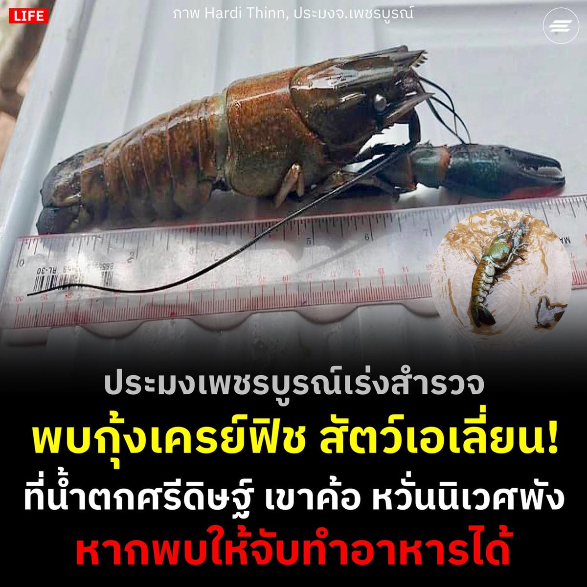 น้องอาจสร้างอันตรายให้กับระบบนิเวศภายในเขาค้อได้ เจ้าหน้าที่ประมงแจ้งว่าถ้าเจอแล้ว ให้นำมาทำอาหารได้เลยนะครับ