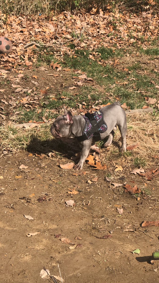 BaysideFrenchie's tweet photo. Enjoyed a little Spring weather this weekend; the girls had a fashion show and Gertie took a jail pic ❤️😂 #BaysideFrenchies #dogsoftwitter #frenchies #puppies #love #family https://t.co/Zaycxn1yIB