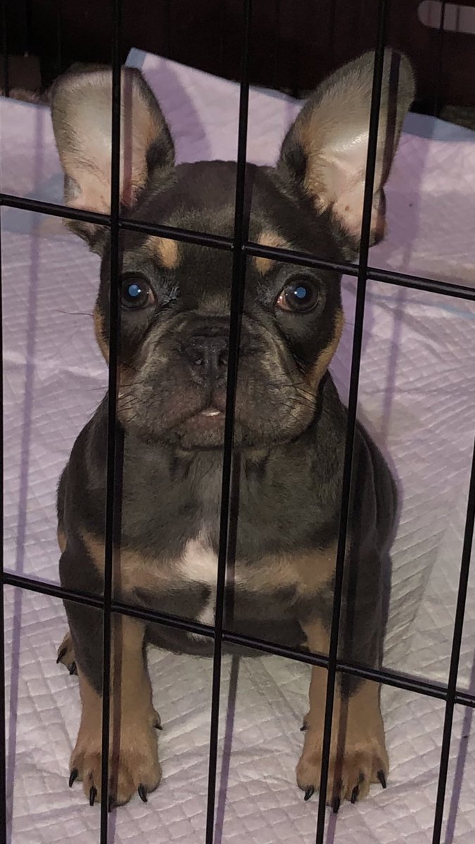 BaysideFrenchie's tweet photo. Enjoyed a little Spring weather this weekend; the girls had a fashion show and Gertie took a jail pic ❤️😂 #BaysideFrenchies #dogsoftwitter #frenchies #puppies #love #family https://t.co/Zaycxn1yIB