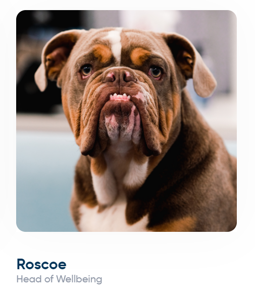 One of my favourite things ever is when businesses include pets in their 'meet the team' sections