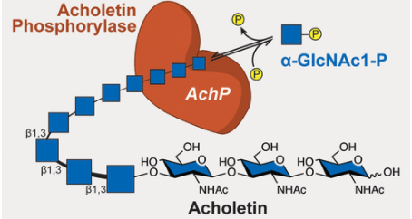 #ASAP by Stephen Withers & team @withlabb @UBCChem The identification of a novel glycoside phosphorylase enzyme led to the discovery of a new biodegradable polysaccharide named acholetin: go.acs.org/FZ