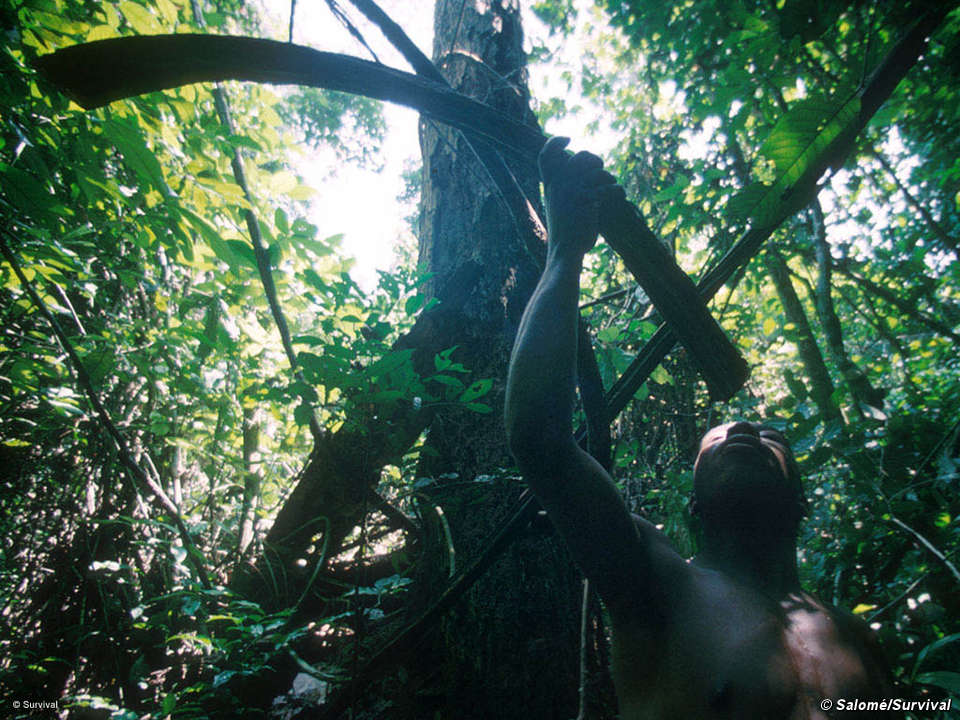 Right now #Indigenous peoples are being thrown out of their forests to turn them into Protected Areas.

But without tribal peoples there’ll be no more #forests.  #InternationalDayOfForests

Share &amp; tag <a href="/UNBiodiversity/">UN Biodiversity</a> &amp; <a href="/mremae/">Elizabeth M. Mrema</a> using the hashtag #Post2020.