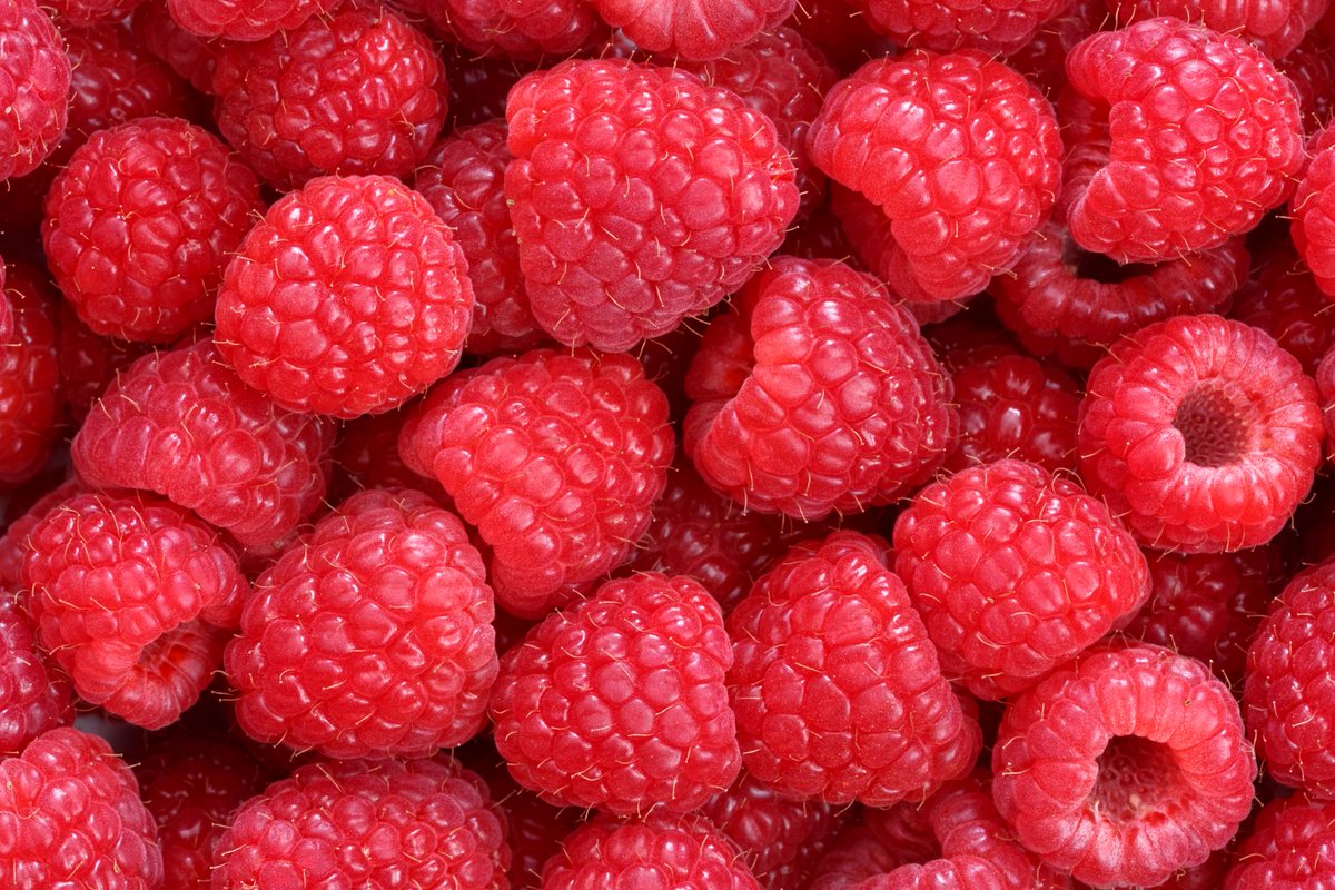 AngusFruit's tweet photo. Eating raspberries could help prevent and manage diabetes by helping to reduce glucose levels after consumption. A study which found that people who ate berries for breakfast had reduced glucose levels 2-hours later.
#AngusTradingTeam #AngusSelect #GoodNatured https://t.co/I81DzvUeDA