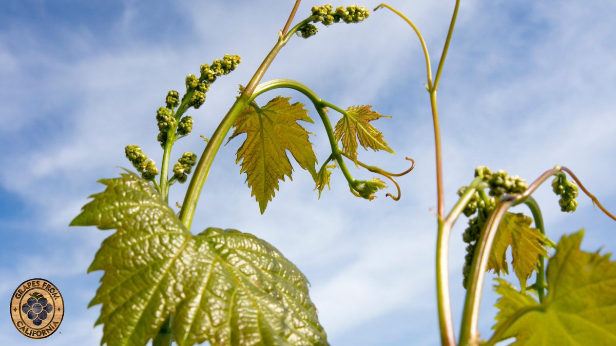 Here are two young shoots growing strong under the beautiful, blue California skies!

Discover more about the annual table grape cycle at bit.ly/3atHvg3.