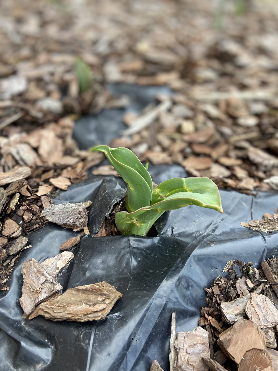 MrsNicholes18's tweet photo. CMS Greenhouse’s hard work is starting to pop up and come into bloom outside the middle school! #happyspring @CMSBOBCAT @Cambridge_CS https://t.co/bXJqEQ3p9g