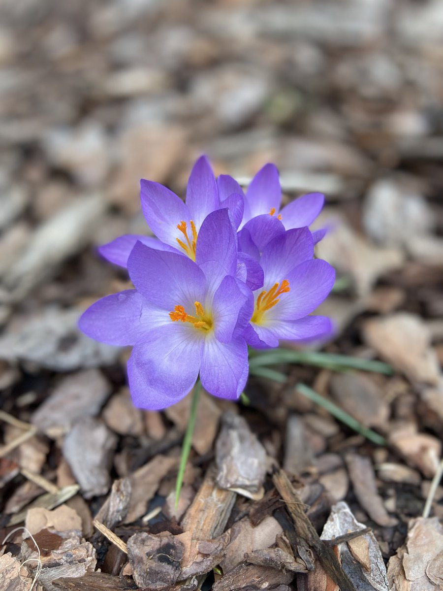 MrsNicholes18's tweet photo. CMS Greenhouse’s hard work is starting to pop up and come into bloom outside the middle school! #happyspring @CMSBOBCAT @Cambridge_CS https://t.co/bXJqEQ3p9g