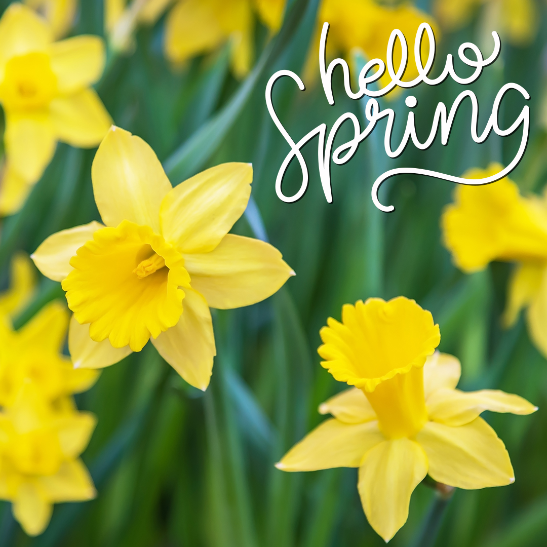 greenchoiceflow's tweet photo. Hello Spring! New-season new flowers!

#Greenchoiceflowers #daffodil #Yellow #daffodil #spring #hellospring #flowers #bloom #keepblooming #newseason #newflowers https://t.co/DBvT3cj0Ou