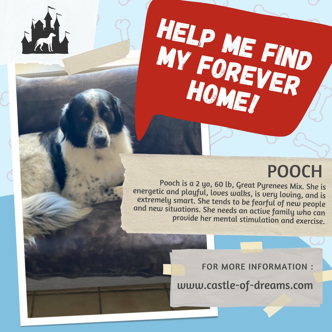 codarnj's tweet image. Help Pooch Find Her Forever Home! Castle of Dreams Volunteer is a Central NJ-based rescue that saves dogs and puppies from high kill shelters.
.
.
.
#dog #dogs #doggy #mutt #mutts #dogrescue #dogadoption #adoptadog #adoptadogsavealife #adoptdontshop #adoptme #foreverhome