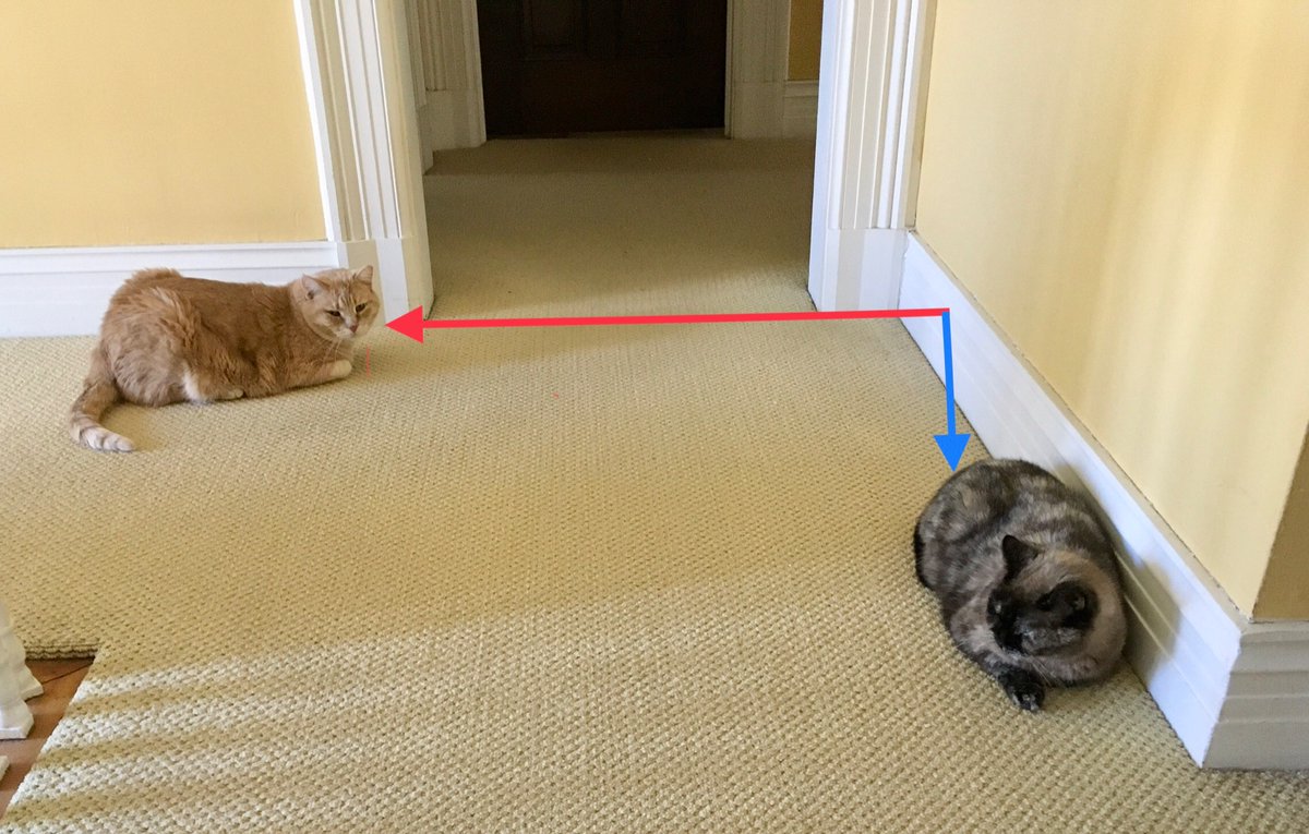 Dorothy14213's tweet photo. It’s a perpendicular #kittyloafmonday
Pixie: Are you X?
Charlie: Y do you ask?
#WorkingTheAngles #CatsOfTwitter https://t.co/ZDvP1Pcp4r