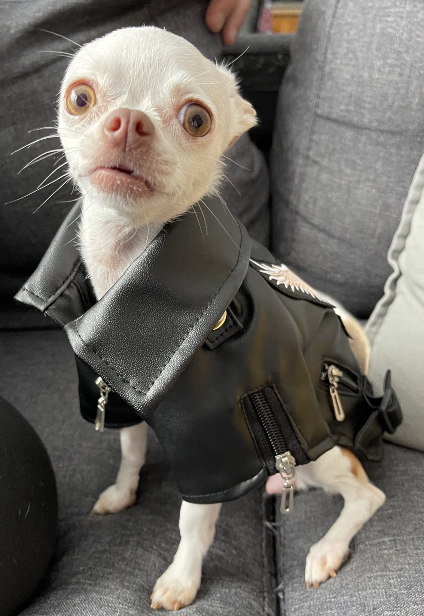 Leather jacket for chihuahua hot sale