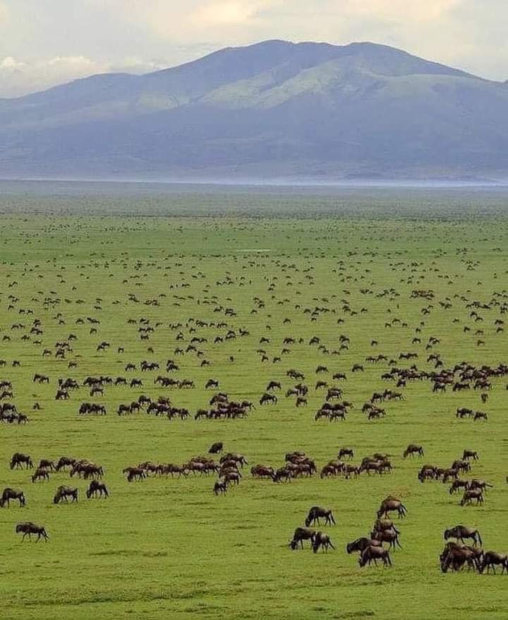 _hello_univers's tweet photo. The Serengeti National Park. Tanzania https://t.co/03b7GmOvMx