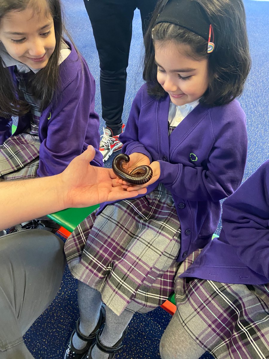 The Olive School, Bolton (@olive_bolton) on Twitter photo A fantastic morning of #CuriousCritters exploration for EYFS with <a href="/dannycritters/">Curious Critters</a> Our children and staff, overcame many fears! #WeAreStar #Ambition #Science #LivingThings #LifeCycles #Creatures #Experiences A fantastic morning of #CuriousCritters exploration for EYFS with <a href="/dannycritters/">Curious Critters</a> Our children and staff, overcame many fears! #WeAreStar #Ambition #Science #LivingThings #LifeCycles #Creatures #Experiences