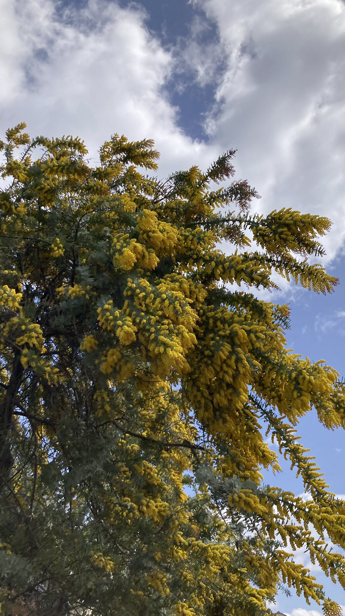 Tamachang ミモザがとても綺麗に咲いていたので写真を撮ったのですが なんだか花粉を飛ばすスギに見えてしまう ミモザ 花粉症 T Co Bmd25wav6k Twitter