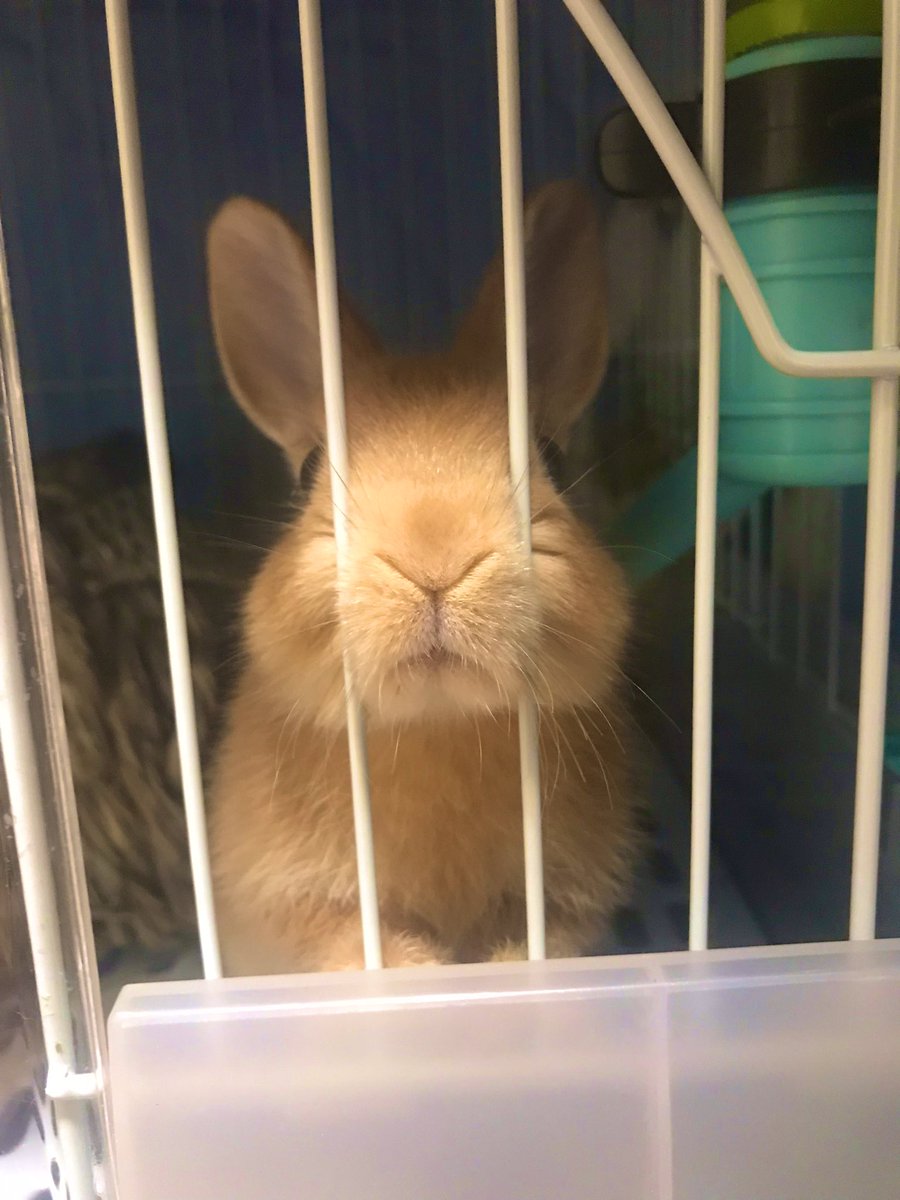 AMEpenpen10's tweet photo. めちゃくちゃガン見されるんだが https://t.co/Li3hhSZF3Y